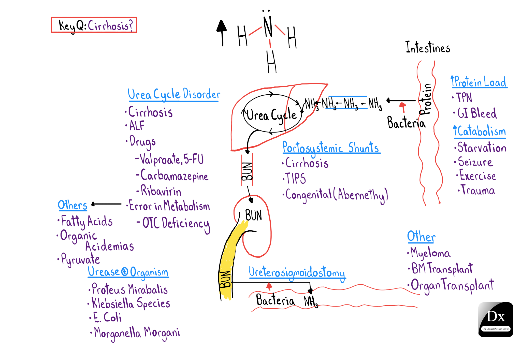 Hyperammonemia The Clinical Problem Solvers